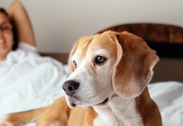 Dog resting on a hotel bed in a bright guest room while a person relaxes in the background at a pet‑friendly hotel in Raleigh.