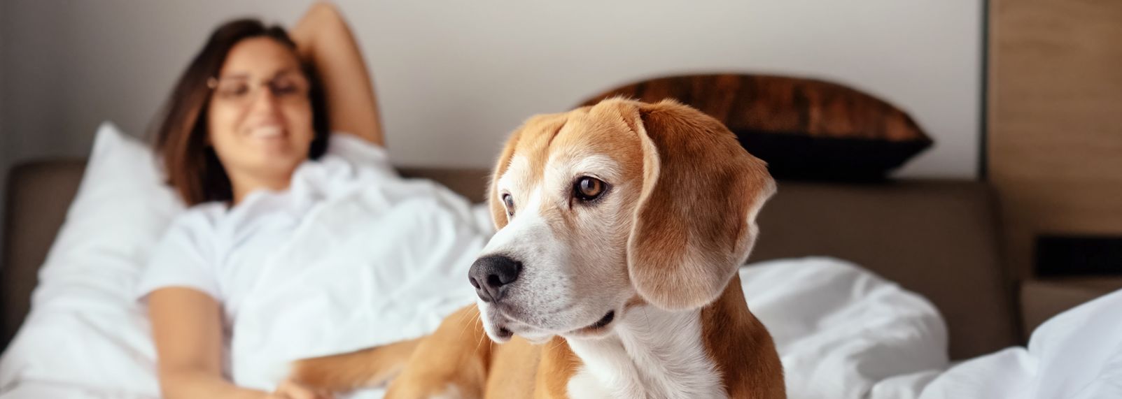 Dog resting on a hotel bed in a bright guest room while a person relaxes in the background at a pet‑friendly hotel in Raleigh.