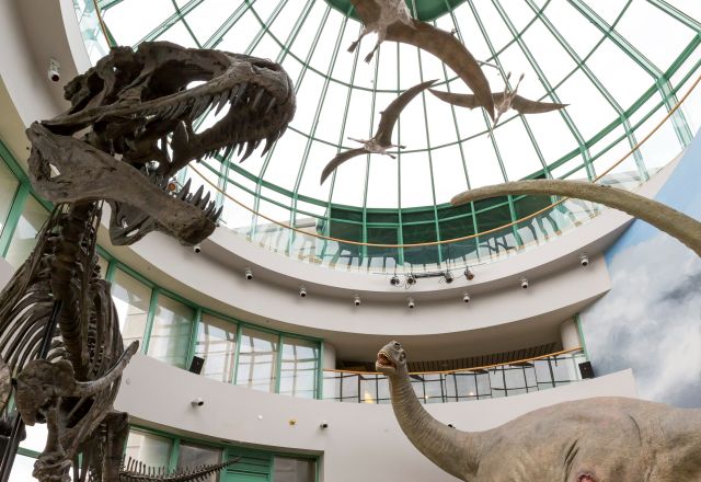 Dinosaur exhibit inside the North Carolina Museum of Natural Sciences with T. rex skeleton, long-necked dinosaur model, and flying pterosaurs under a glass dome ceiling.