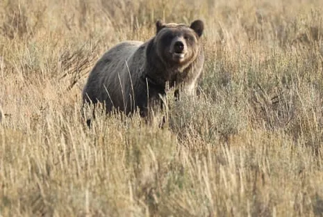 Backpacker Injured by Wild Animal in Wilderness Area Flown to Medical Facility