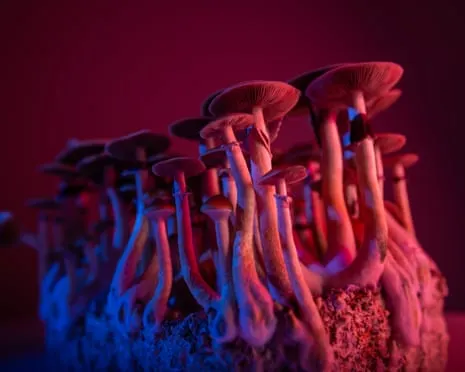 About Psychedelics by the Philosopher: A Philosophical Exploration into Mind-Altering Compounds