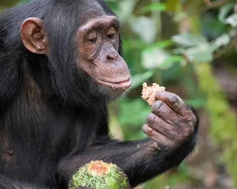 Wild Chimps Consume Everyday Ethanol Equivalent to a Lager from Ripe Fruit