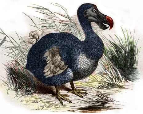 Researchers Claim They’ve Made a ‘Pivotal Step’ in Resurrecting the Extinct Bird for the Very First Occasion in Three Centuries